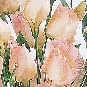 015 Lisianthus Cut Flowr Laguna 3-4 Peach.jpg