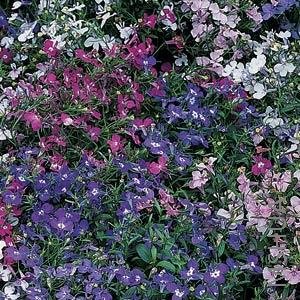 021 Lobelia Riviera Mix.jpg