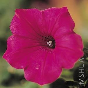 053 Petunia Tidal Wave Cherry.jpg