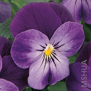 046 Viola SorbetPurple Duet.jpg