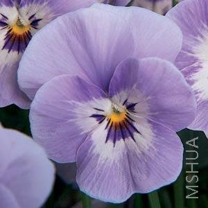 044 Viola SorbetMarina Babyface.jpg