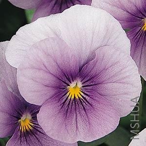 043 Viola SorbetBlue Icy.jpg