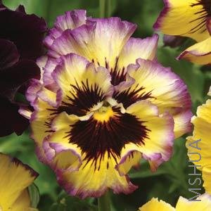 034 Pansy Fizzy Lemonberry.jpg
