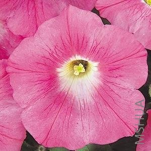060 Petunia Wave Pink.jpg