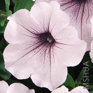 054 Petunia Tidal Wave Silver.jpg