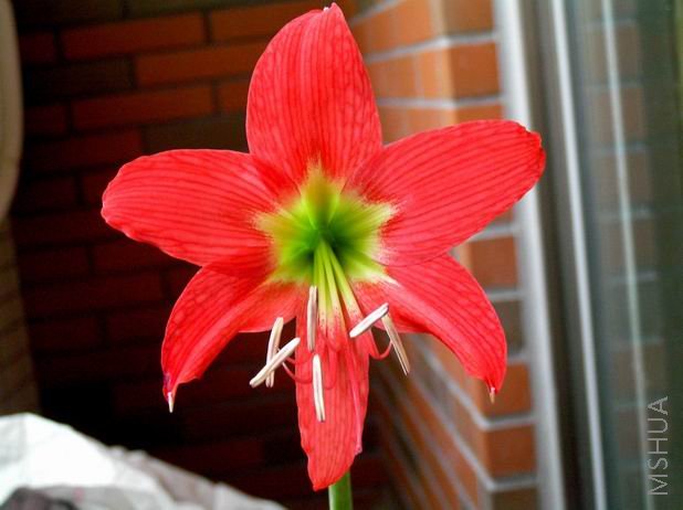 San Antonio Rose3.JPG