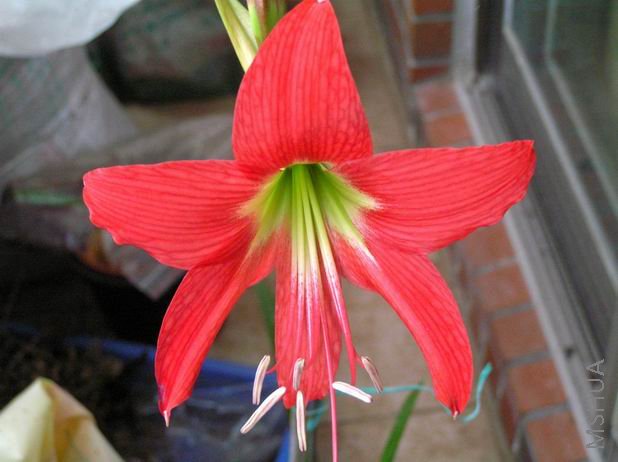 San Antonio Rose5.JPG