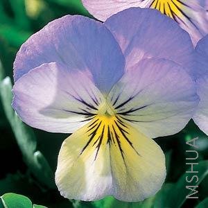 042 Viola SorbetBlueberry Cream.jpg
