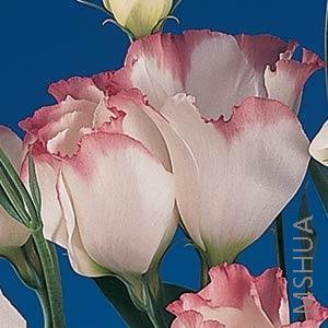 013 Lisianthus Cut Flowr Laguna 2-3 Rose Rim.jpg