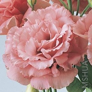 006.Lisianthus Cut Flowr Abc 1-2 Rose Deep.jpg