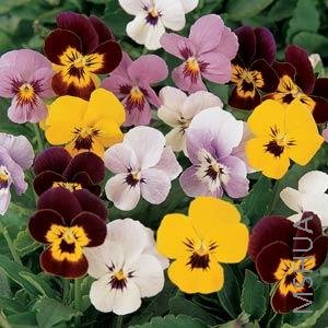 050 Viola Sorbet Mix Babyface.jpg
