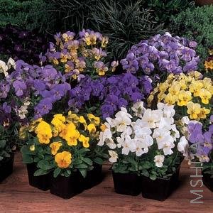 052 Viola Sorbet Mix.jpg