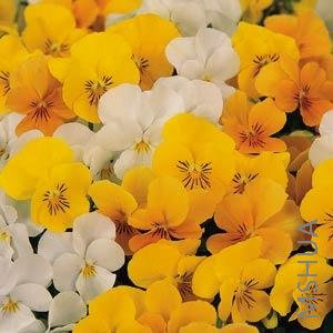 051 Viola Sorbet Mix Citrus.jpg