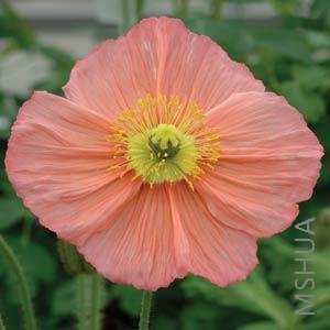 026 Papaver Champagne Bubbles Pink.jpg