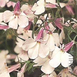 023 Lobelia Regatta Lilac Splash.jpg
