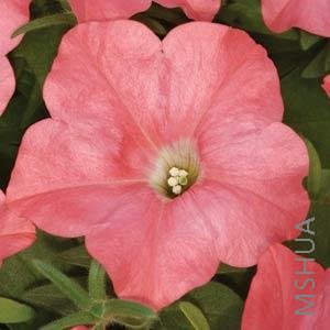 064 Petunia Easy Wave Coral Reef.jpg
