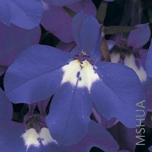 017 Lobelia Riviera Blue Eyes.jpg
