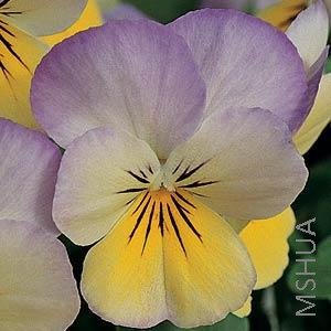 048 Viola SorbetYellow Frost.jpg
