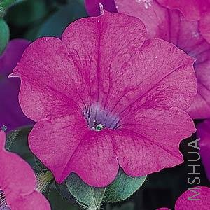 058 Petunia Wave Lavender.jpg
