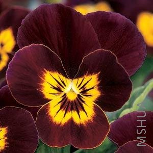 047 Viola SorbetRuby Gold Babyface.jpg