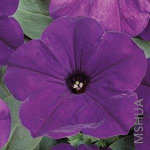 063 Petunia Easy Wave Blue.jpg