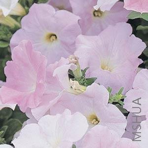 059 Petunia Wave Misty Lilac.jpg