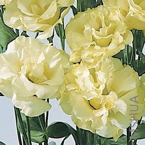 010.Lisianthus Cut Flowr Abc 2-4 Yellow.jpg