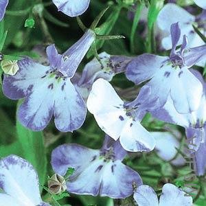 018 Lobelia Riviera Blue Splash.jpg