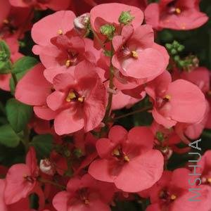 002.Diascia Diamonte Coral Rose.jpg