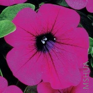 061 Petunia Wave Purple.jpg
