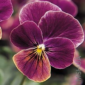 039 Viola SorbetAntique Shade.jpg