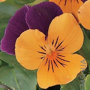 045 Viola SorbetOrange Duet.jpg