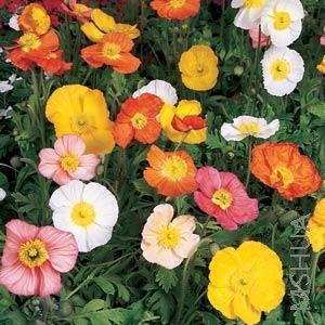 029 Papaver Champagne Bubbles Mix.jpg