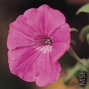 055 Petunia Tidal Wave Pink Hot.jpg