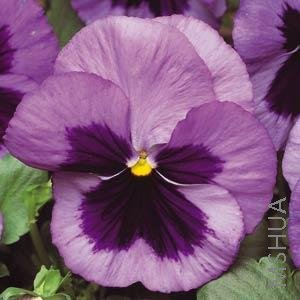 031 Pansy Matrix Ocean.jpg