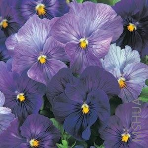 035 Pansy Lavender Cool Shade.jpg