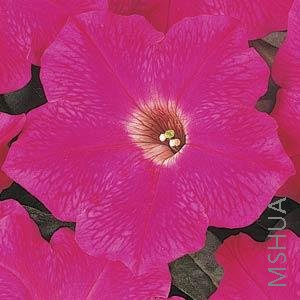 062 Petunia Wave Rose.jpg