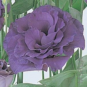 007.Lisianthus Cut Flowr Abc 1-3 Purple.jpg