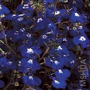 024 Lobelia Regatta Sapphire.jpg