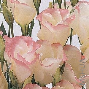 016 Lisianthus Cut Flowr Laguna 2-3 Buttercream Blush.jpg
