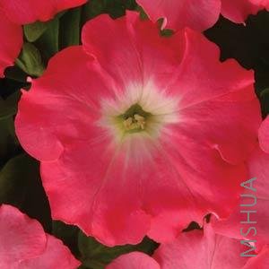 066 Petunia Easy Wave Rosy Dawn.jpg