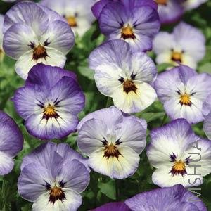 038 Pansy Rain Frosty.jpg