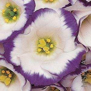 014 Lisianthus Cut Flowr Laguna 3-4 Blue Rim.jpg