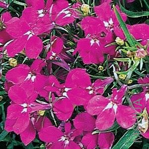 020 Lobelia Riviera Rose.jpg