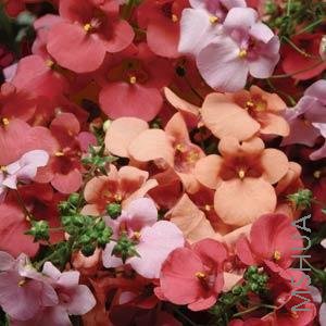 004.Diascia DiamonteMix.jpg