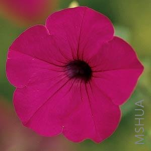 056 Petunia Tidal Wave Purple.jpg