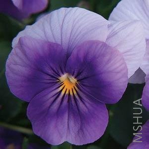040 Viola SorbetBeaconsfield.jpg