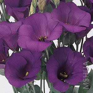 011 Lisianthus Cut Flowr Laguna 2-4 Purple.jpg