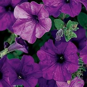 057 Petunia Wave Blue.jpg