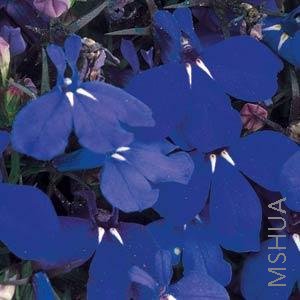 019 Lobelia Riviera Marine Blue.jpg